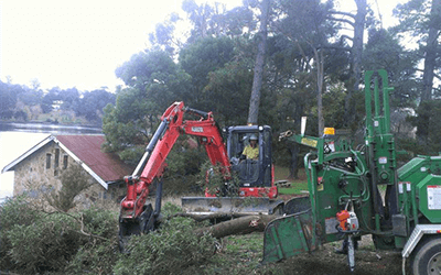 Tree Removal and Maintenance